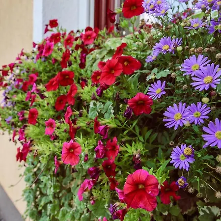 Viharsarki Holiday home Gyula